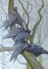 A family of Rooks (Corvus frugilegus)