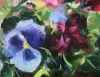 Pansies and Geraniums