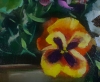 Pansies and Geraniums