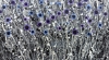 Forget Me Not