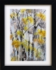 Silver Birch Trunks 1