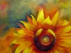 Solitary Sunflower