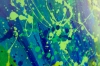 Splatter Game