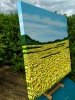 Summer Golden Fields