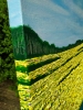 Summer Golden Fields