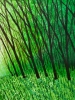 Tanglewood and Evergreen