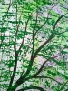 The Enchanted Tree