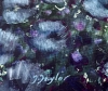 Under The Spring Stars