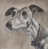 Whippet