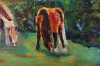 Wild Welsh Horses