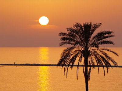 Palm Sunset, Cyprus
