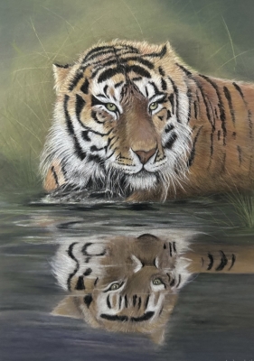 Tiger in reflective mood