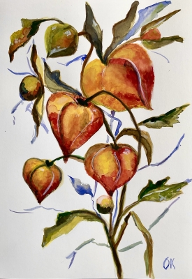 Cape gooseberry or Physalis peruviana