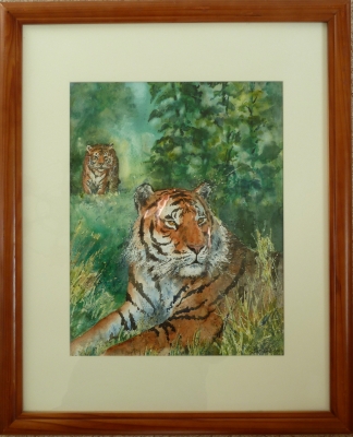 Tiger spotted