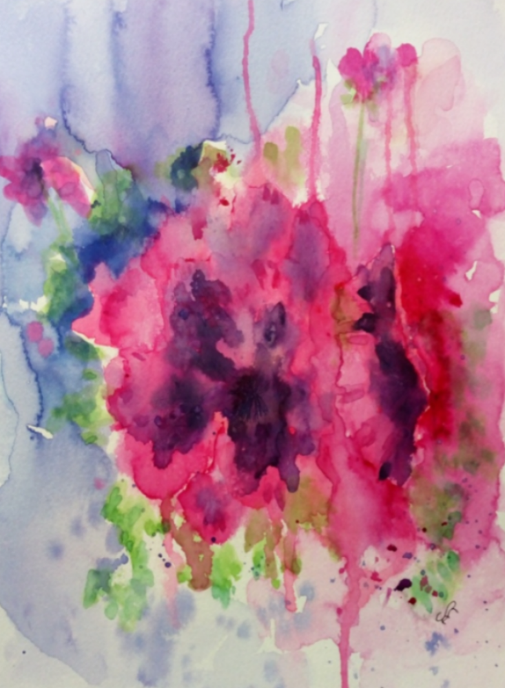Pelargonium 