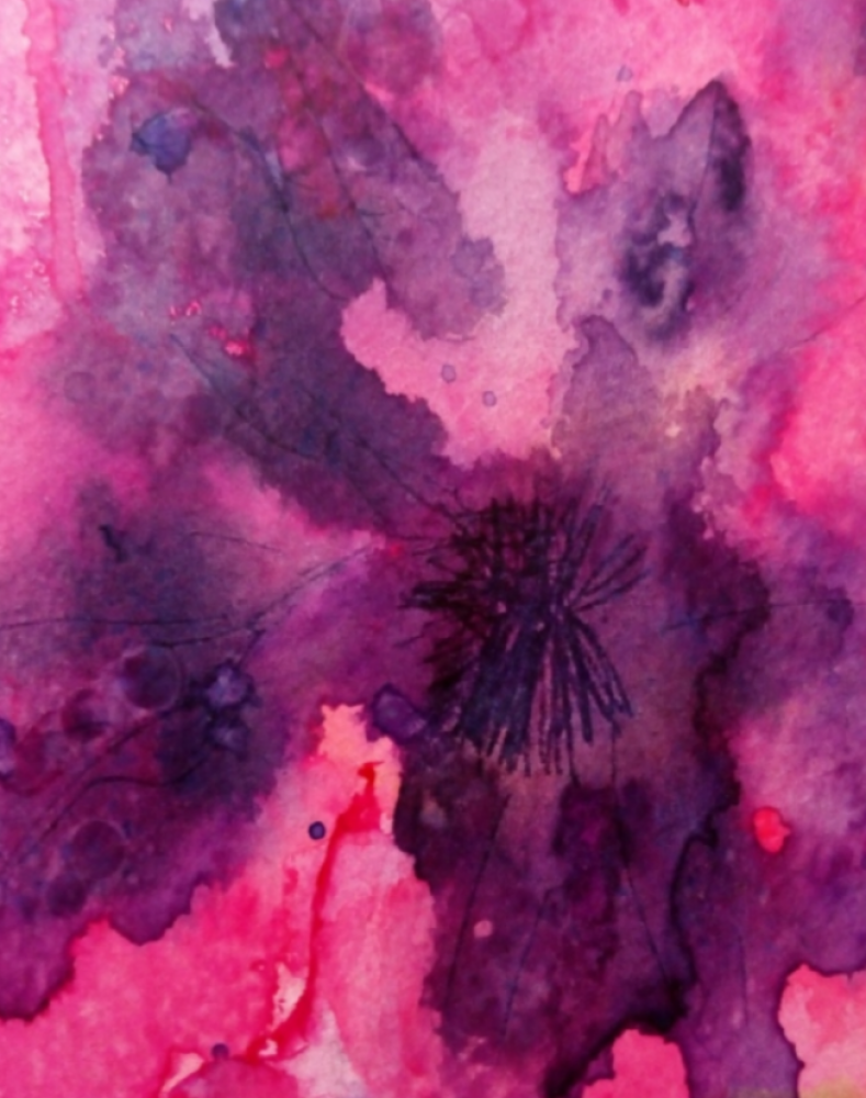 Pelargonium 