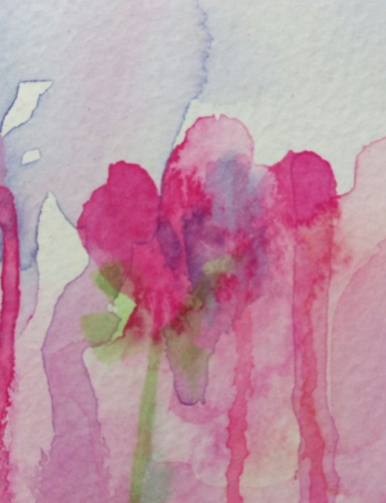 Pelargonium 