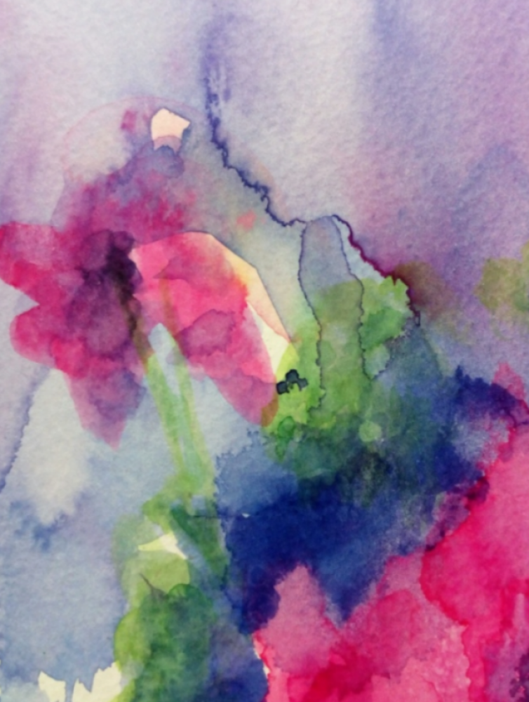 Pelargonium 