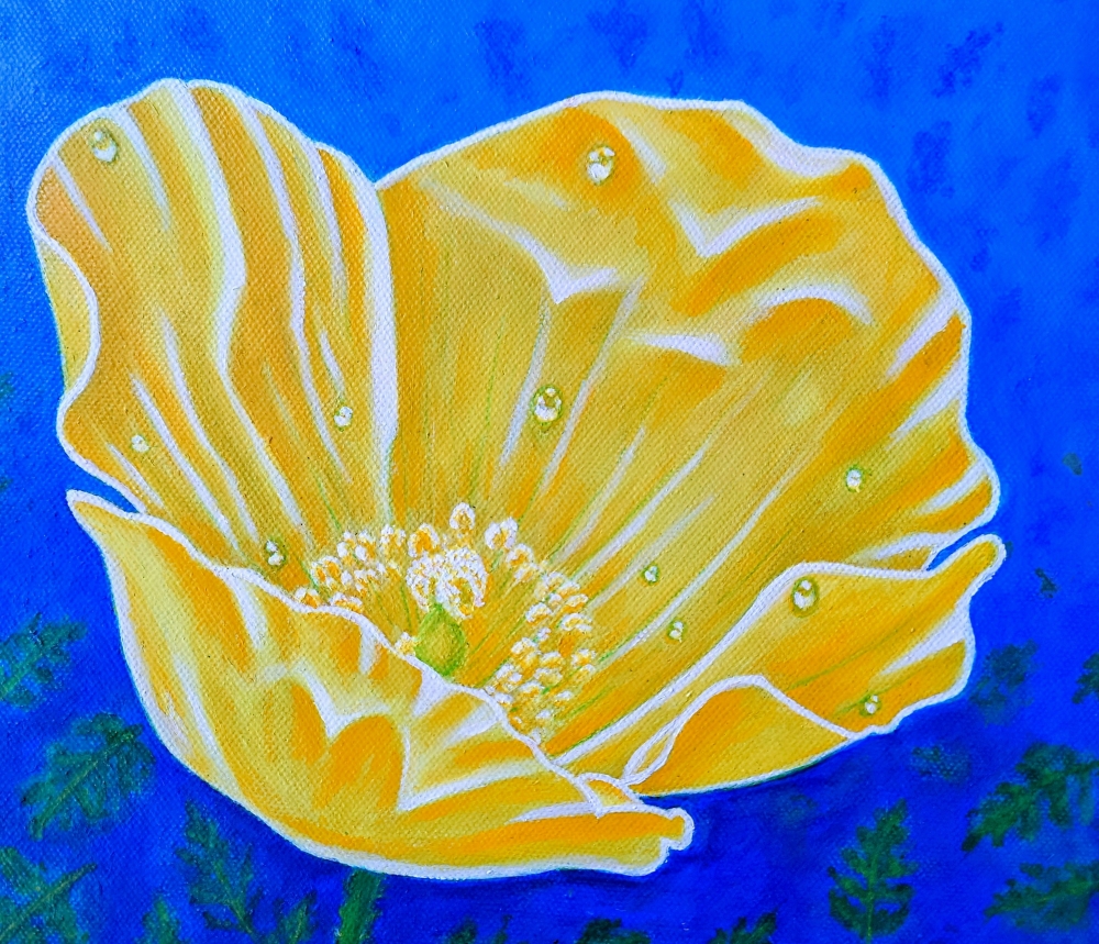 Poppy in the rain 