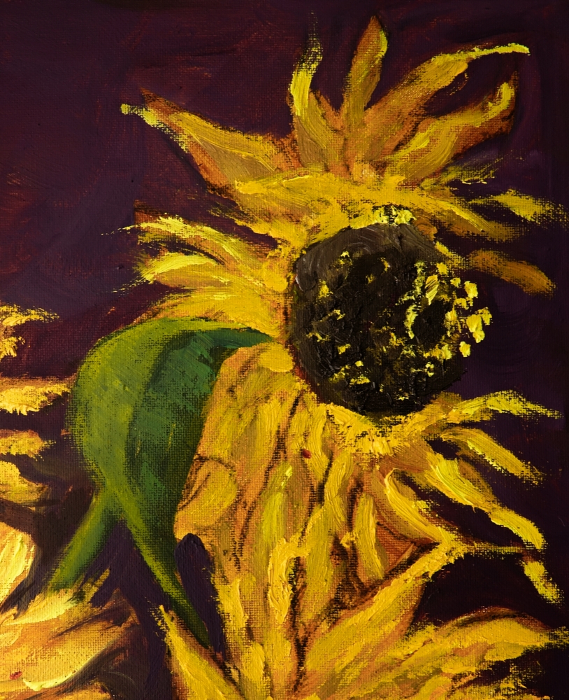 Aging Sunflowers