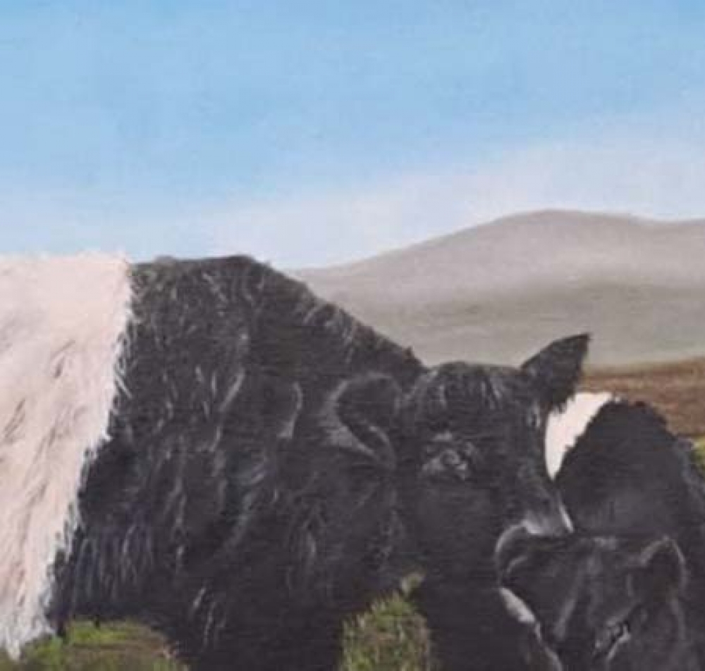 Belted galloways