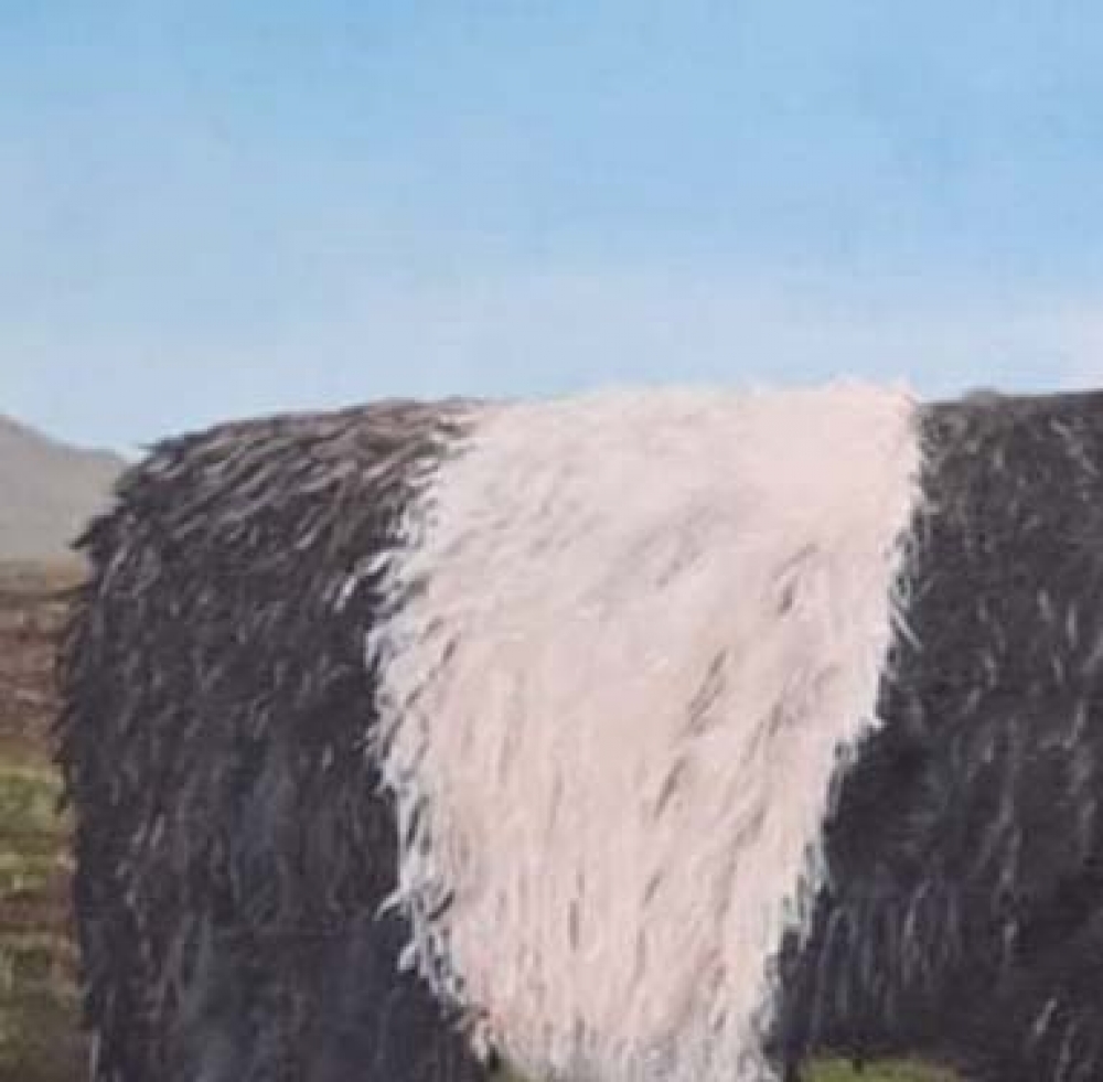 Belted galloways