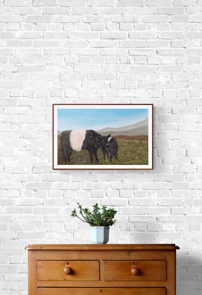 Belted galloways