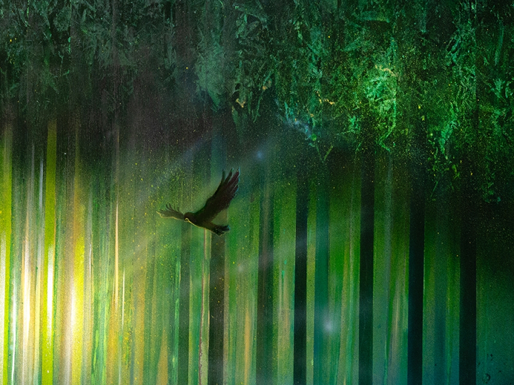 Eye of the Forest
