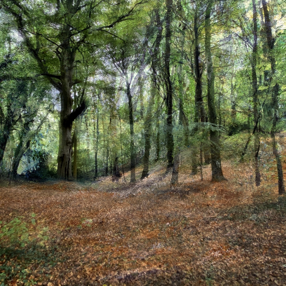 The Hidden Grove