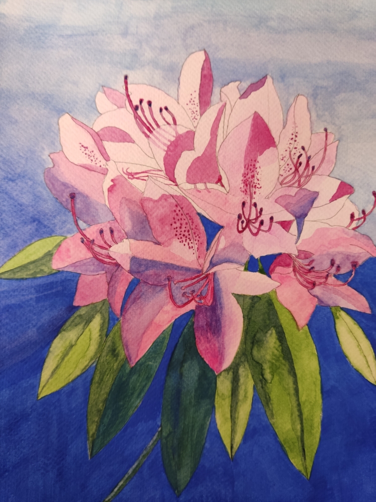 Pink rhododendron watercolour painting 