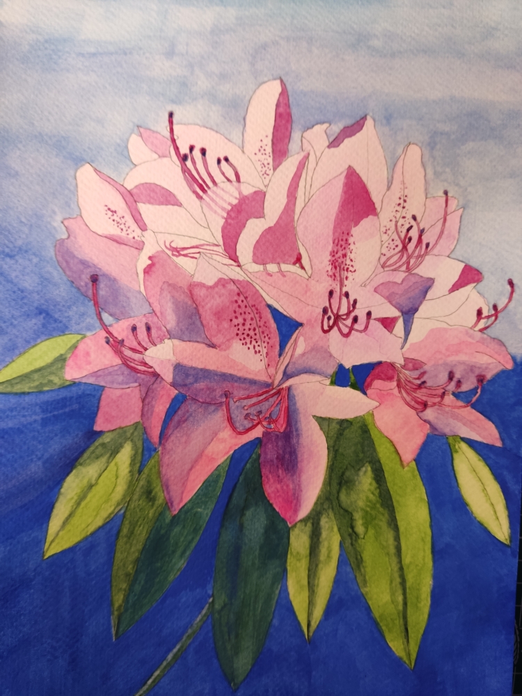 Pink rhododendron watercolour painting 
