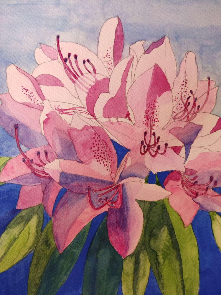 Pink rhododendron watercolour painting 