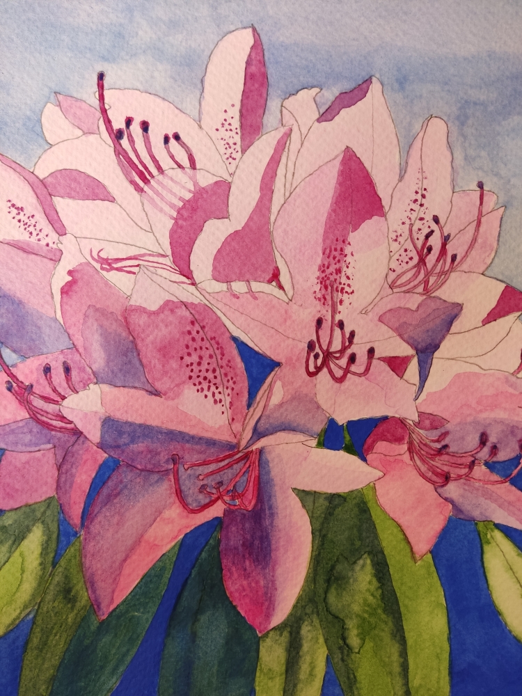 Pink rhododendron watercolour painting 