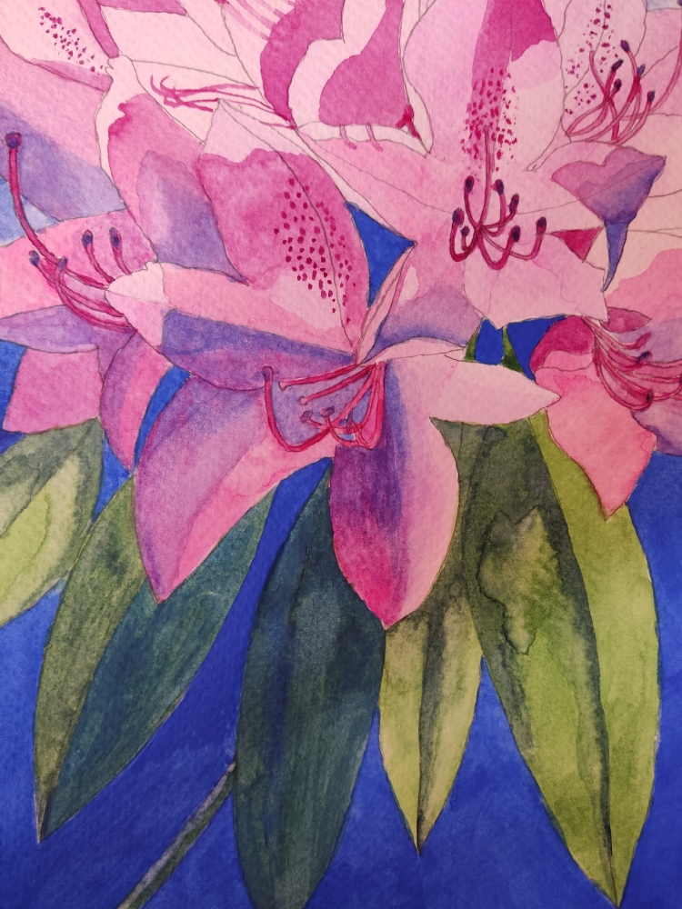 Pink rhododendron watercolour painting 
