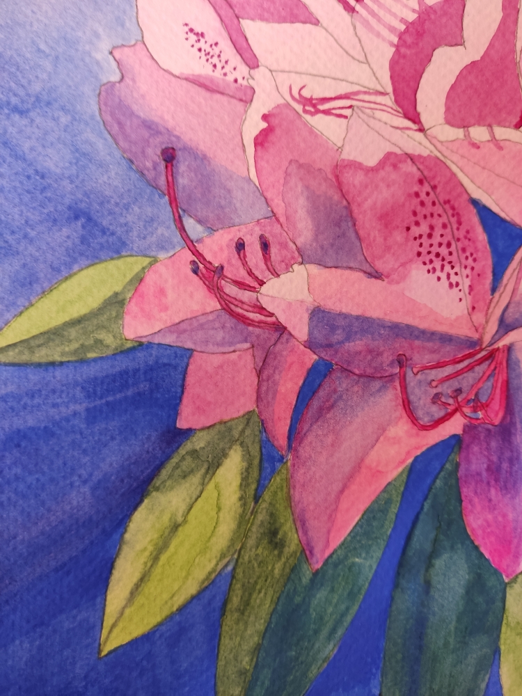 Pink rhododendron watercolour painting 