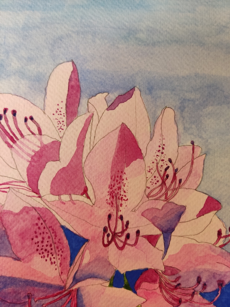 Pink rhododendron watercolour painting 