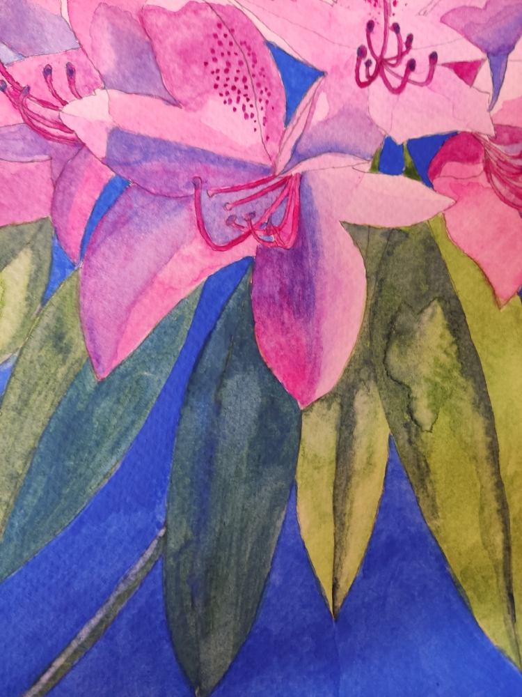 Pink rhododendron watercolour painting 