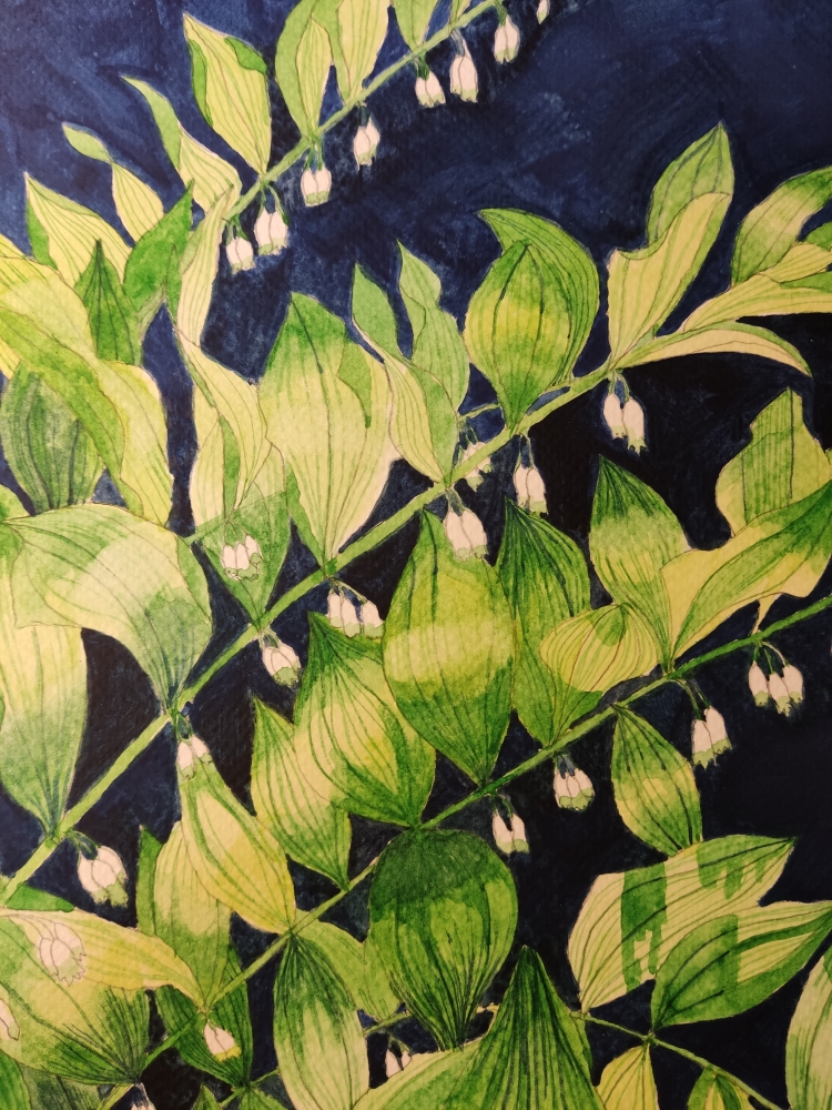 Solomon's Seal watercolour painting 