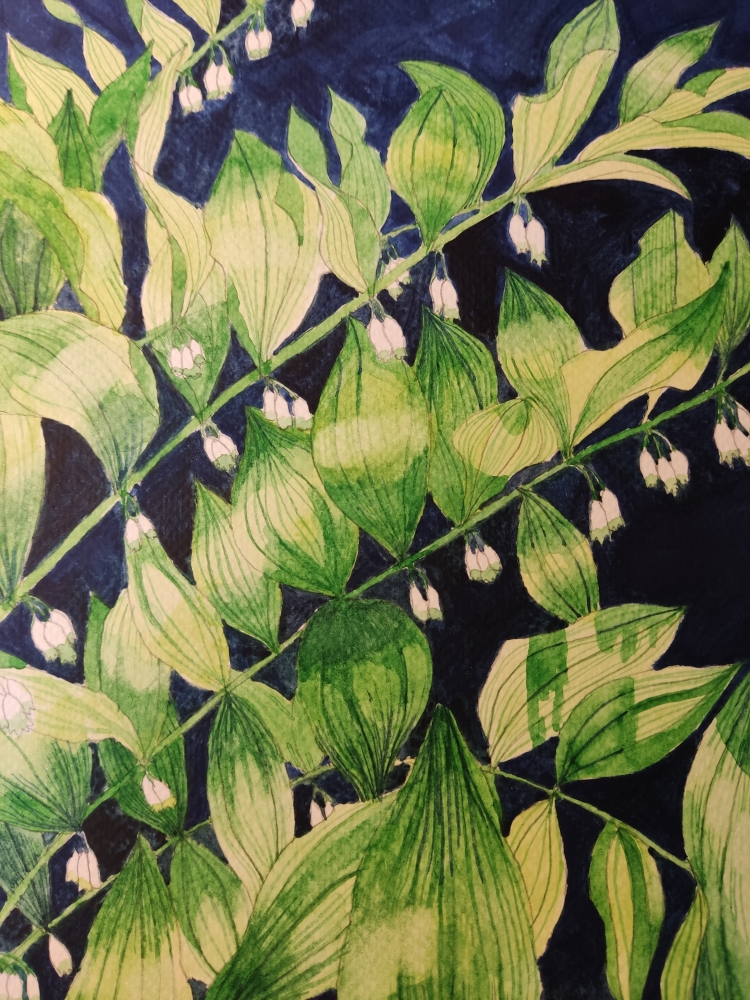 Solomon's Seal watercolour painting 