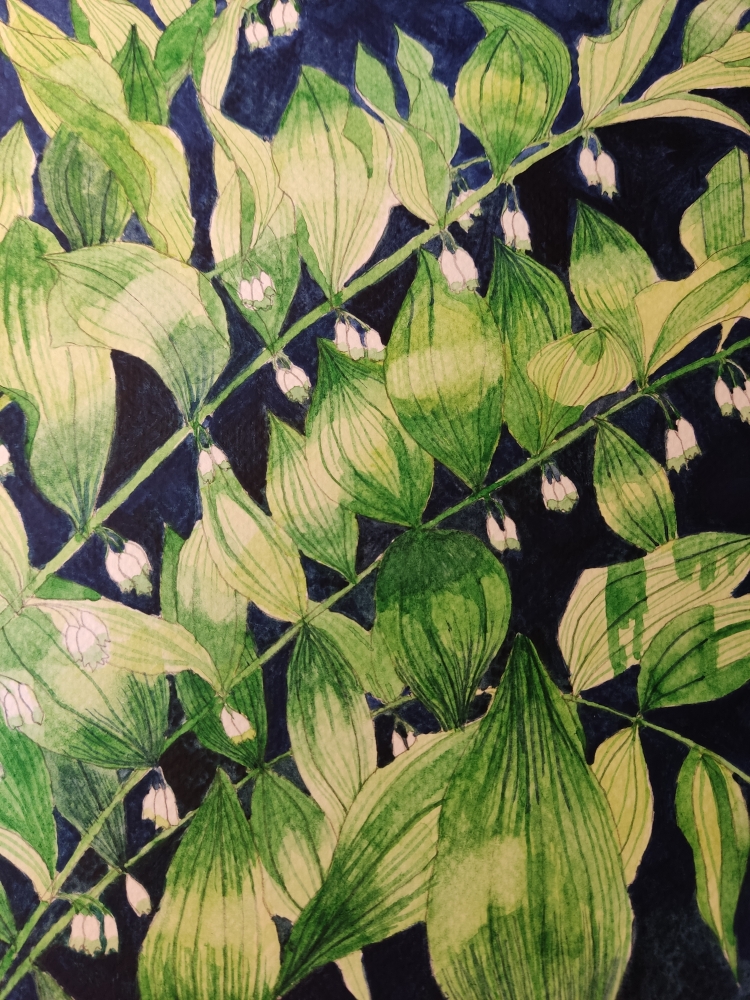 Solomon's Seal watercolour painting 