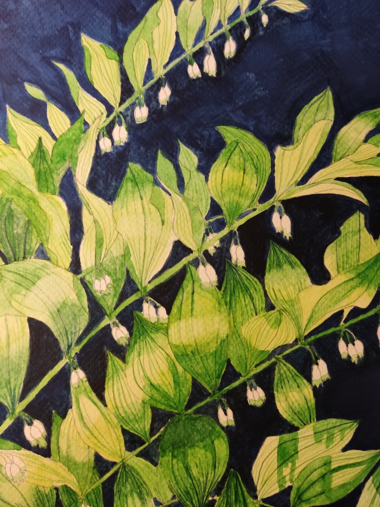 Solomon's Seal watercolour painting 