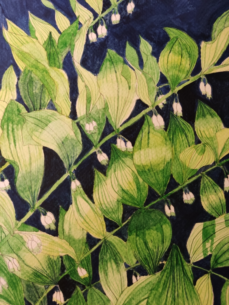Solomon's Seal watercolour painting 