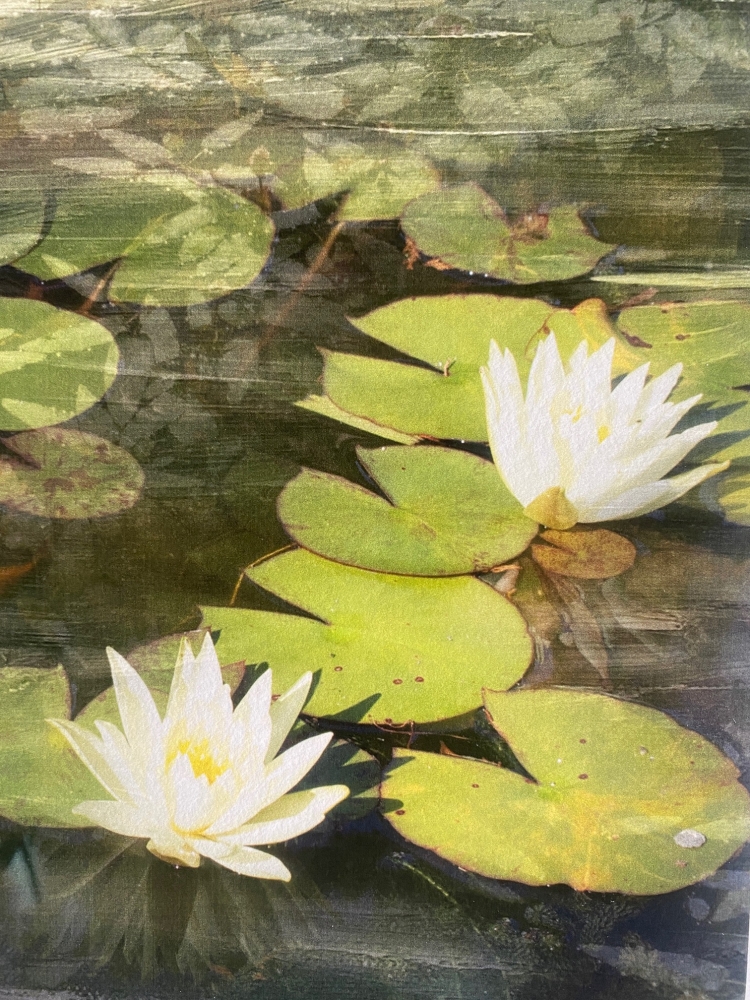 Pond Life