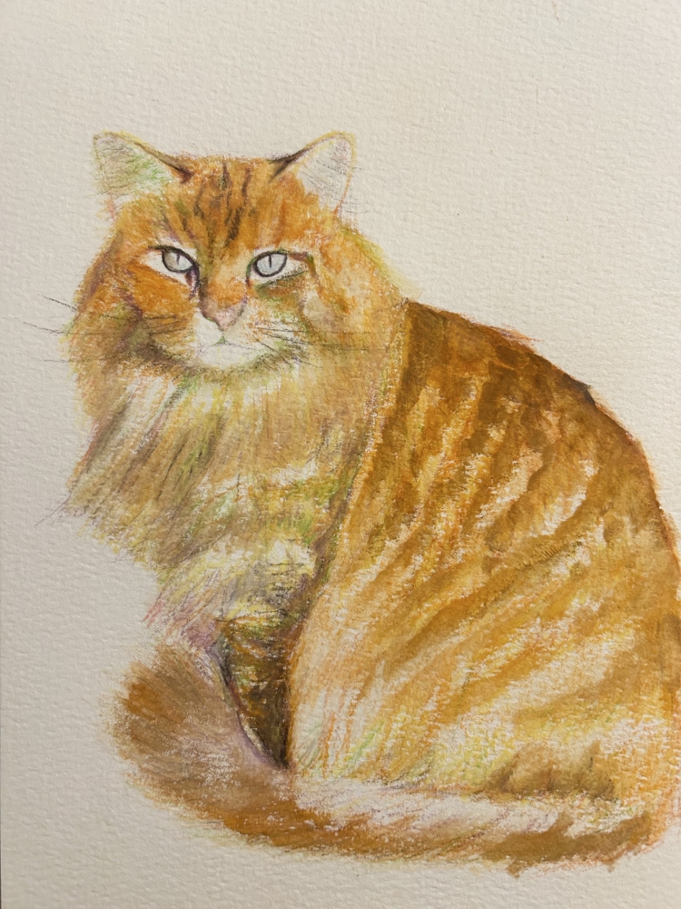 Ginger Cat
