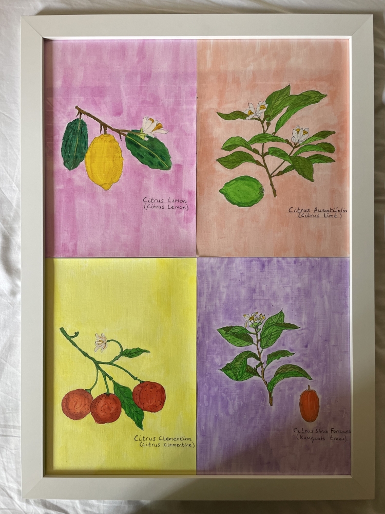 Citrus Plants & Fruit