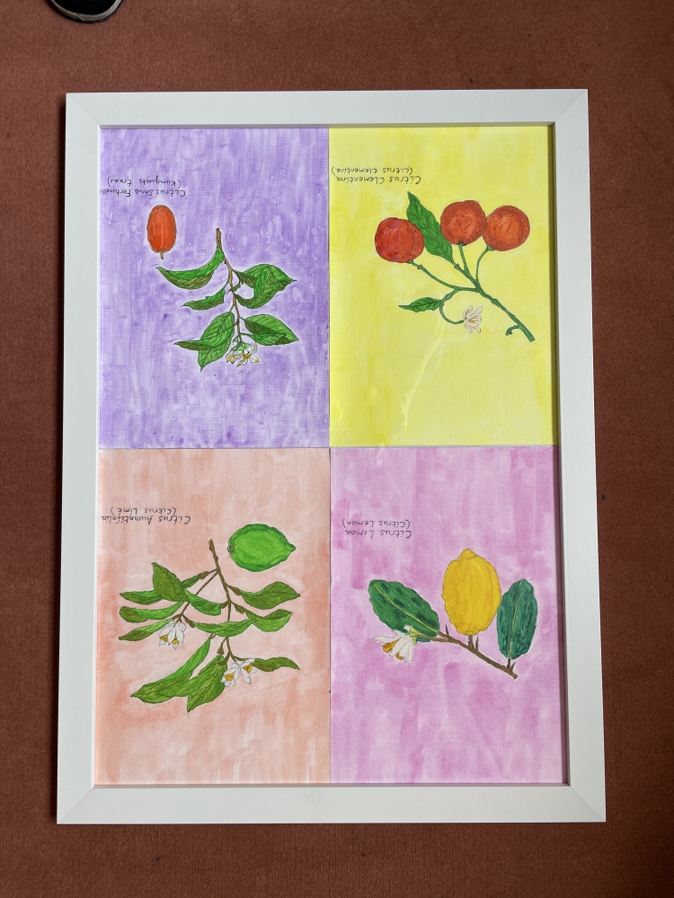 Citrus Plants & Fruit