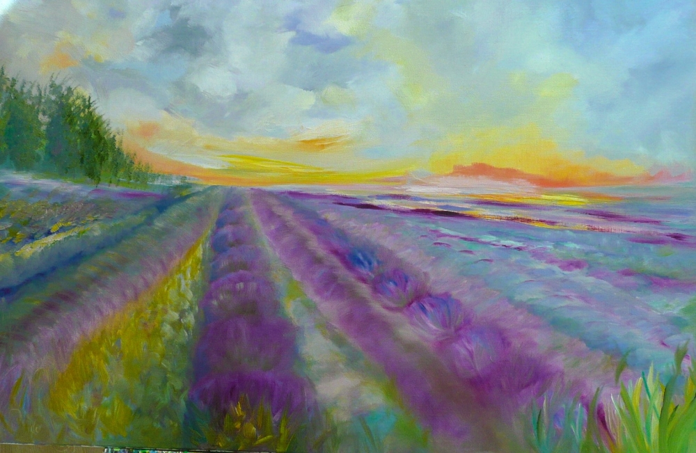 Lavender Fields 2025 