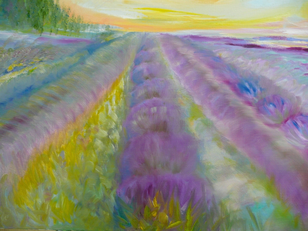 Lavender Fields 2025 
