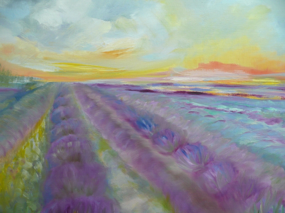 Lavender Fields 2025 