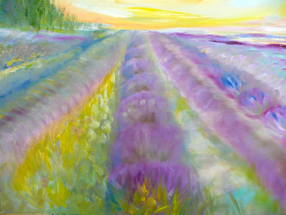 Lavender Fields 2025 